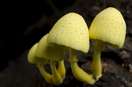 Group of yellow mushrooms growing on dead woodの写真素材