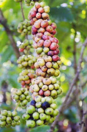 Closeup of coffee beans hanging on trees in a Philippine coffee plantation