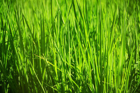 A high-yielding rice variety planted in a test site in an urban areaの写真素材