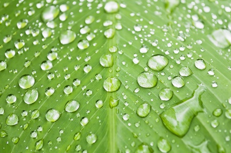 Close-up of water droplets on big leaf after the rainの写真素材