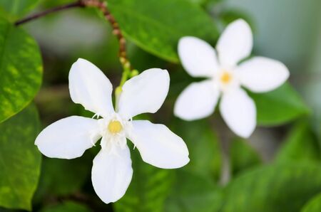 Close-up of small white flowers in a garden