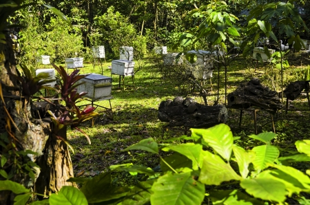 White boxes of honey bees in a honey bee farm 