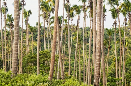 Sick coconut trees in a coconut tree farmの写真素材