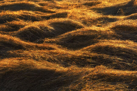Grass cut and dried in field lit by morning sun