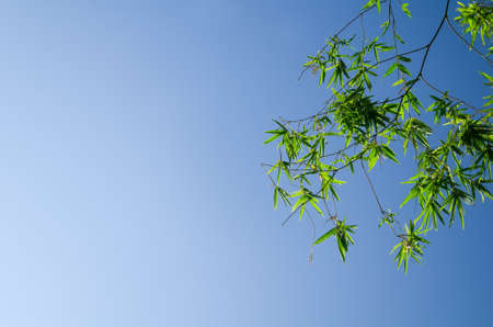 Green bamboo leaves shot against a bright blue morning skyの写真素材