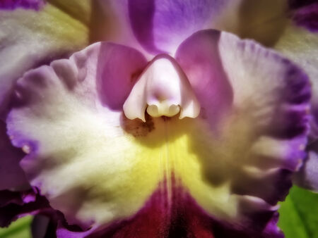 Macro shot of lavender and yellow orchidの写真素材