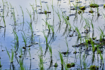 Flooded newly planted rice seedlings in rice paddy.の写真素材