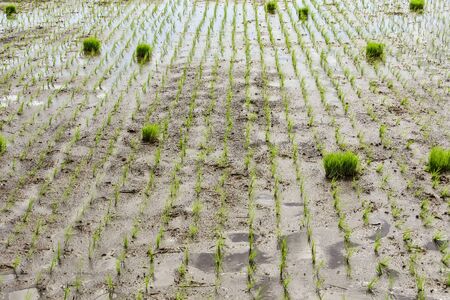 Newly planted rice seedlings in rice paddies.の写真素材