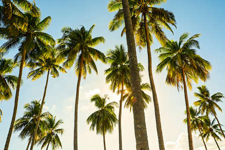 Towering coconut trees against blue sky and sunriseの写真素材