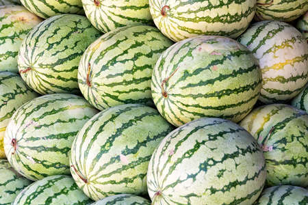 Big watermelons for sale on a fruit market standの写真素材
