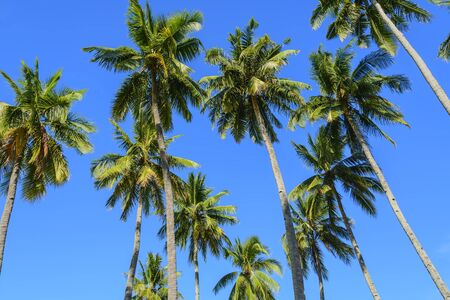 Towering coconut trees against cloudless blue skyの写真素材