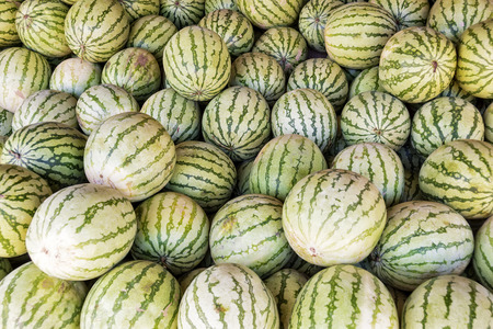 Big watermelons for sale on a fruit market standの写真素材