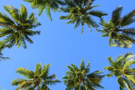 Towering coconut trees against cloudless blue skyの写真素材