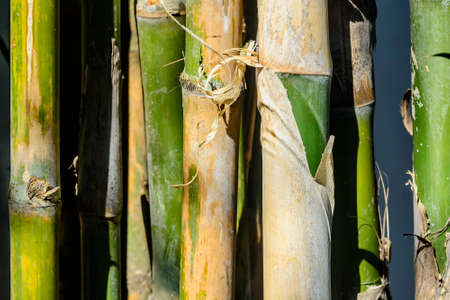 Close up of bamboo trees, Philippinesの写真素材