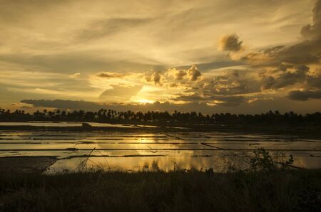 Silhouette of ricefield and trees at sunsetの写真素材