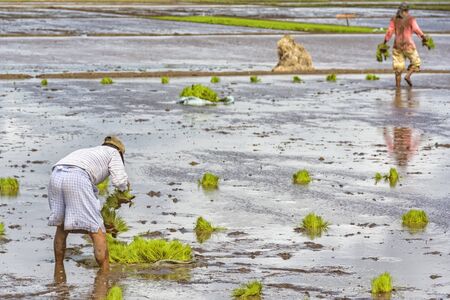 Two Asian farmers planting riceの写真素材