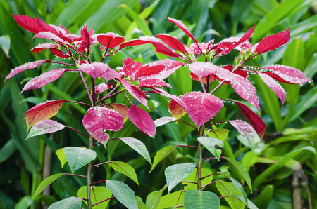 Wet poinsettia in a backyard garden after a rainの写真素材