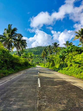 Asphalt road in the tropical forest with palm trees and blue skyの写真素材