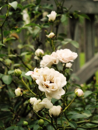 garden roseの写真素材