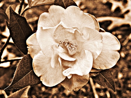 sepia winter cameliaの写真素材