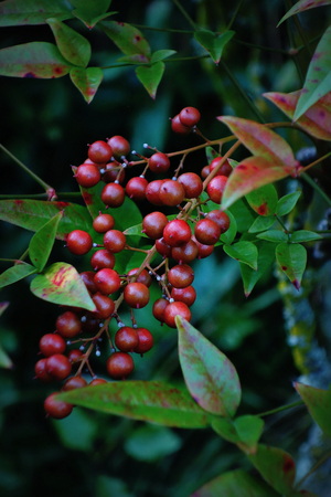 late summer berriesの写真素材