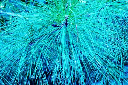 soft pine at dusk