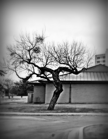 Strange Tree at the Fork in the Roadの写真素材