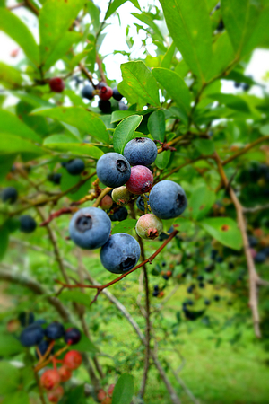 Blueberries Ready for Pickingの写真素材