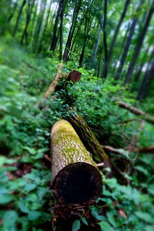 Logs in the Forestの写真素材