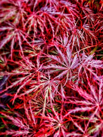 Japanese Maple Bouquetの写真素材