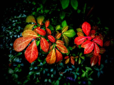 Early Signs of Autumnの写真素材
