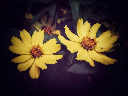 Yellow Flowersの写真素材