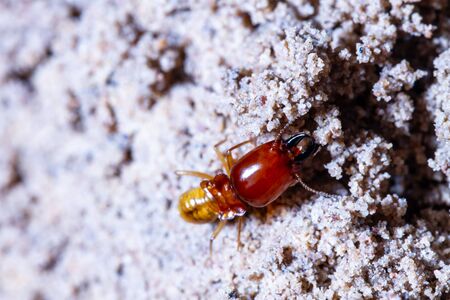 termites damage home, macro close up termites in anthillの写真素材