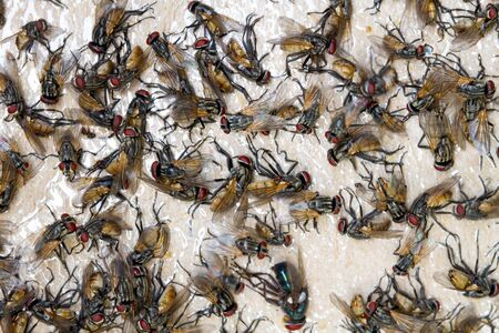 Close-up image of a dead fly trapped on a glue trap.の写真素材