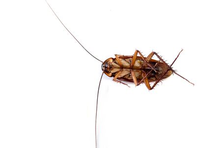 Cockroach isolated on white background.の写真素材