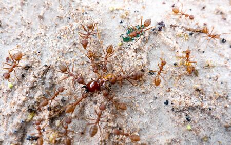 Weaver ants fight over termitesの写真素材