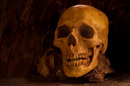 Skull on old wood backgroundの写真素材