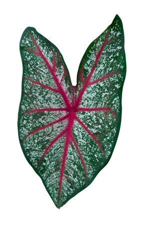 Queen of the Leafy Plantsの写真素材