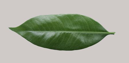 Green leaf isolated
