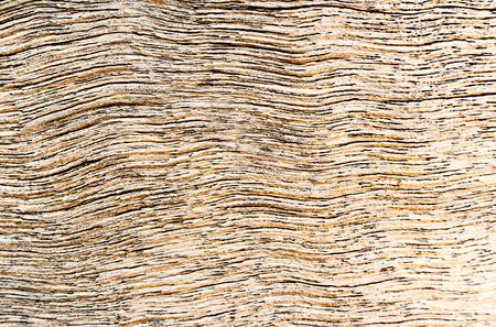 Wood decay with wood termites,Old grunge dark textured wooden background, The surface of the old...