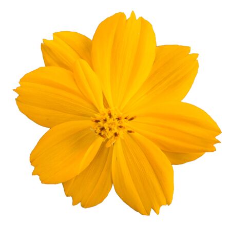 Starburst flowers on a white background.の写真素材