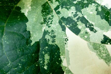 Green leaves background. Leaf texture