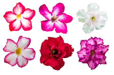 Set Azalea flowers on isolated white backgroundの写真素材