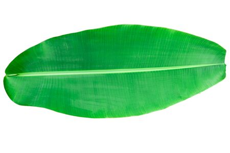 banana leaf isolated on white background, File contains a clipping path.の写真素材