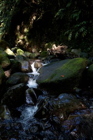 Stream on the island of San Miguel in the Azores