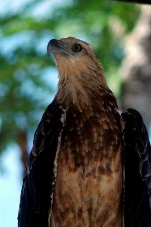   eagle                              の写真素材