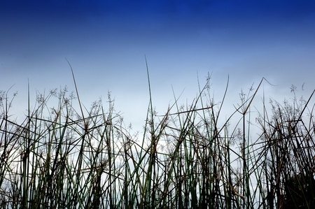 desert grass, photographed by adding a gradient filter effect in photoshopの写真素材
