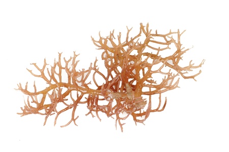fresh bright brown seaweed isolated on white backgroundの写真素材