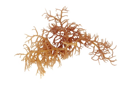 fresh bright brown seaweed isolated on white backgroundの写真素材