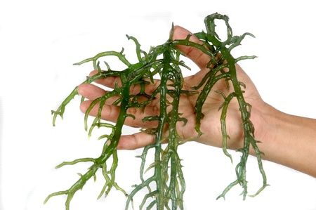 hand holding fresh green seaweed isolated on white background